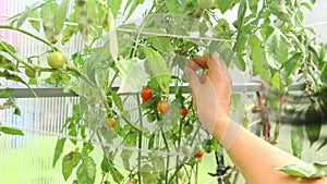 a young woman takes a close-up of a large red ripe tomato from a branch in a greenhouse.