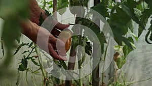 a young woman takes a close-up of a large red ripe tomato from a branch in a greenhouse.