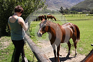 A young woman taking a picture of an Arabian horse near Franschhoek, South Africa