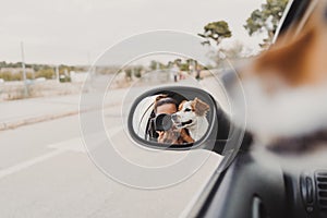 Young woman taking a picture with camera on rear mirror of her cute small jack russell dog watching by the window. Ready to travel