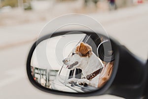 Young woman taking a picture with camera on rear mirror of her cute small jack russell dog watching by the window. Ready to travel