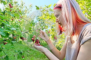 Young woman teenager picking ripe red raspberries from bush