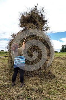 A young woman throws hay on a wooden support with a hand tool for further drying on the field, the season of haymaking