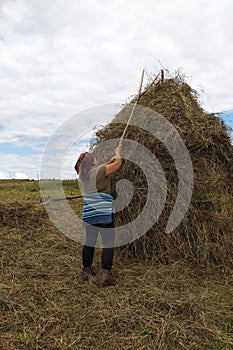 A young woman throws hay on a wooden support with a hand tool for further drying on the field, the season of haymaking