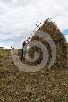 A young woman throws hay on a wooden support with a hand tool for further drying on the field, the season of haymaking