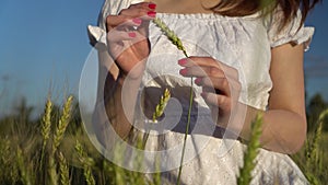 Young woman touches the spikelet in her hands closeup. A girl in a white dress stands in a green wheat field.