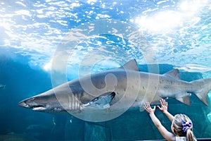 Young woman touching a shark tank