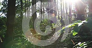 Young woman trail runner running in sunrise tropical forest