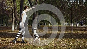 Young woman training black and white dog stafford in the park.