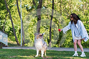 Young woman training her aussie shepherd dog in green park.