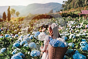 Young woman traveler relaxing and enjoying with blooming hydrangeas flower field in Thailand, Travel lifestyle concept