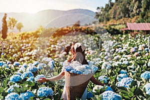 Young woman traveler relaxing and enjoying with blooming hydrangeas flower field in Thailand, Travel lifestyle concept