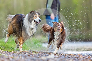 Young woman with two dogs at a river