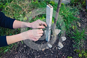 Young woman tying tree to stake