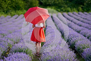 Young woman with umbrella in lavender field