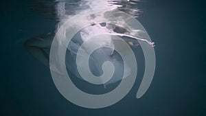 Young woman under the water, she is wearing a white dress.