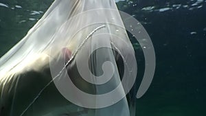 Young woman underwater model in white cloth on background of blue water.