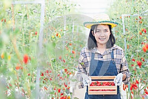 Young woman in uniform smiling holding fresh red tomatoes on hands after freshly harvest