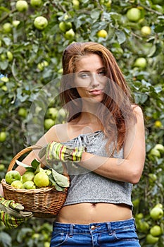 Young woman up on a ladder picking apples from an apple tree on a lovely sunny summer day