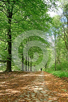 Young woman walking along a stone path with green trees in a forest, seen during spring. Clear her mind