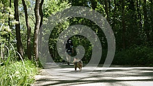 Young woman walking dogs in forest, Yorkshire comes to her