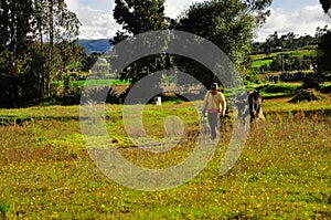 A young woman walking in a field with a cow