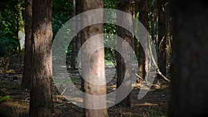 Young woman walking through forest