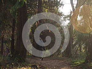 A young woman walking in a redwood forest