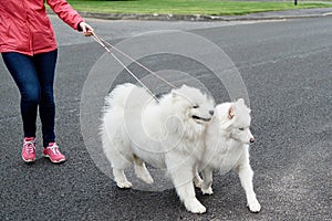 Young woman walking with two white samoyed dogs in city, copy space. Dog walker. Owner and dogs