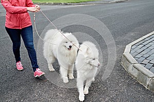 Young woman walking with two white samoyed dogs in summer park outdoors, copy space. Dog walker