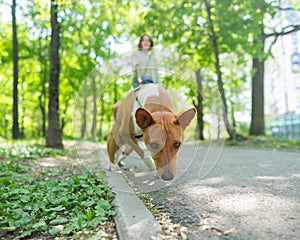 A young woman walks with an African basenji dog on a leash in the park.