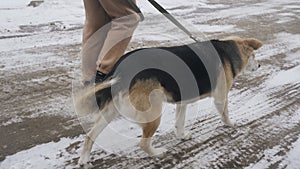 A young woman walks a shelter dog on a leash in a park in winter.