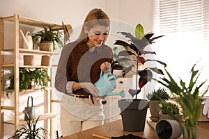 Young woman watering Croton plant. Engaging hobby