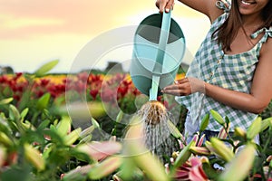 Young woman watering flowers in lily field, closeup. Gardening tools