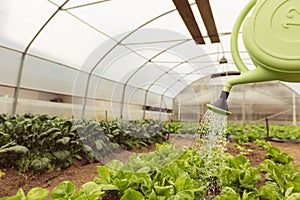 Young woman watering green salad in greenhouse in springtime