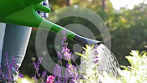 Young woman watering lavender flowers at garden