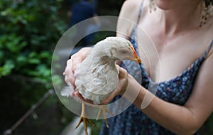 Young woman wearing boho style clothes and earrings is holding chicken hen in her hands. Man and nature concept. Domestic animals