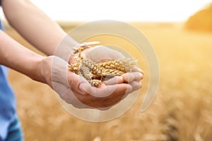 Young woman with wheat grains in field, closeup