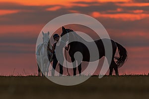 A young woman a white and black horses at sunset standing together on the horizon
