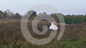 Young woman in white wedding dress riding horse through field
