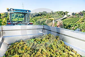 Young woman winemaker in hat loading harvest of grapes