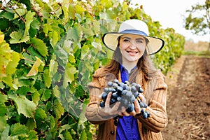 young woman winemaker with hat shows a heap of red grapes and looking at camera.