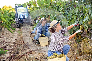 Young woman winemaker picking harvest of grapes in vineyard
