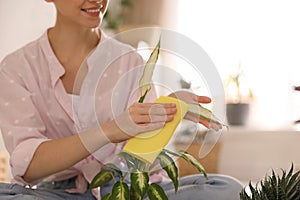 Young woman wiping Dieffenbachia plant, closeup. Engaging hobby