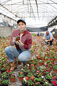 Young woman worker sitting down and looking to the pot of waller& x27;s balsamine in greenhouse