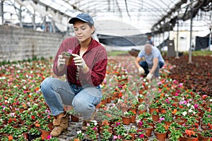 Young woman worker sitting down and looking to the pot of waller's balsamine in greenhouse