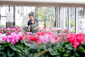 Young Woman Working As Florist In Flower Shop