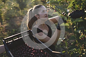 Young woman working in a cherry orchard