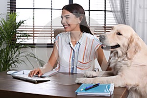 Young woman working at home office and stroking Golden Retriever dog