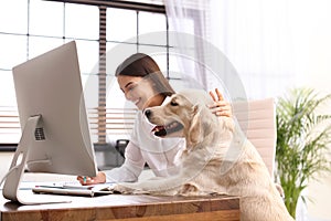 Young woman working at home office and stroking Golden Retriever dog